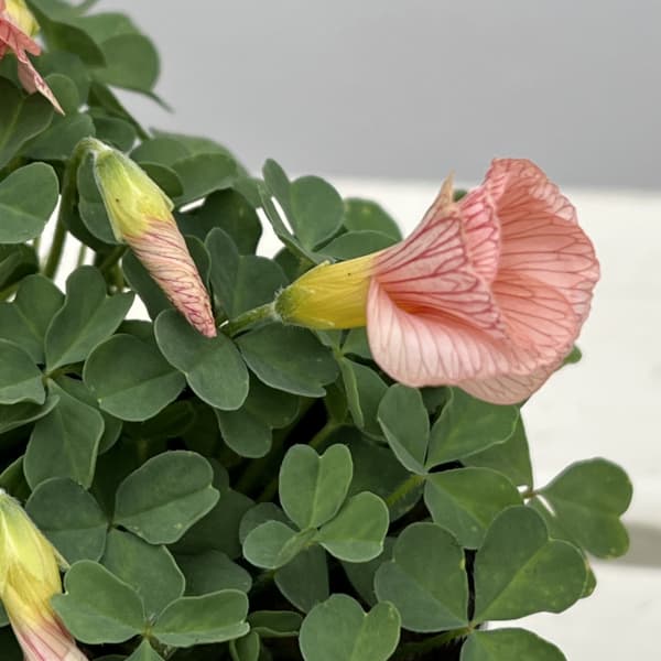 オキザリス：コモサ(オレンジ）3号ポット 2株セット