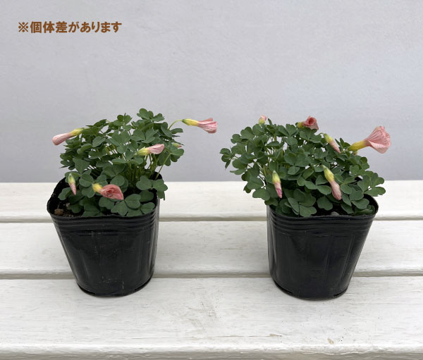 オキザリス：コモサ(オレンジ）3号ポット 2株セット