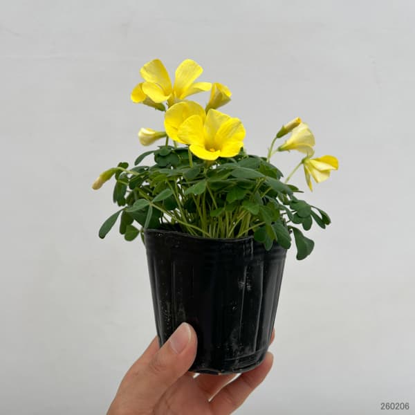 オキザリス：コモサ イエロー系3号ポット