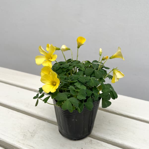 オキザリス：コモサ イエロー系3号ポット