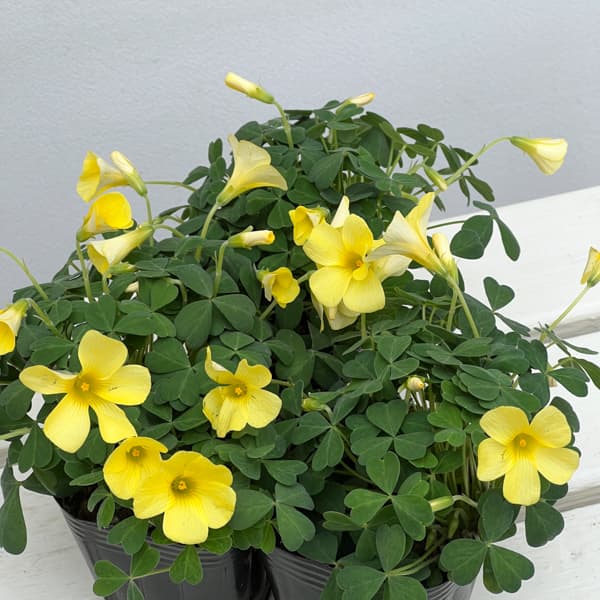 オキザリス：コモサ イエロー系3号ポット