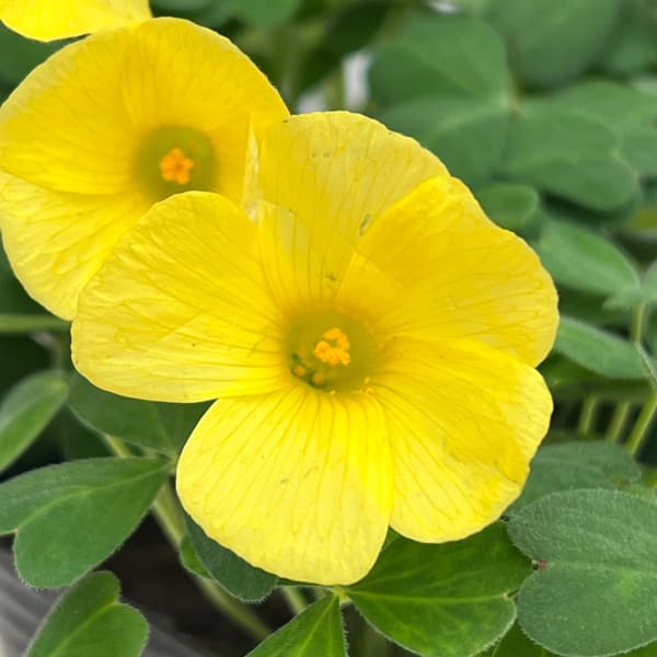 オキザリス：コモサ イエロー系3号ポット