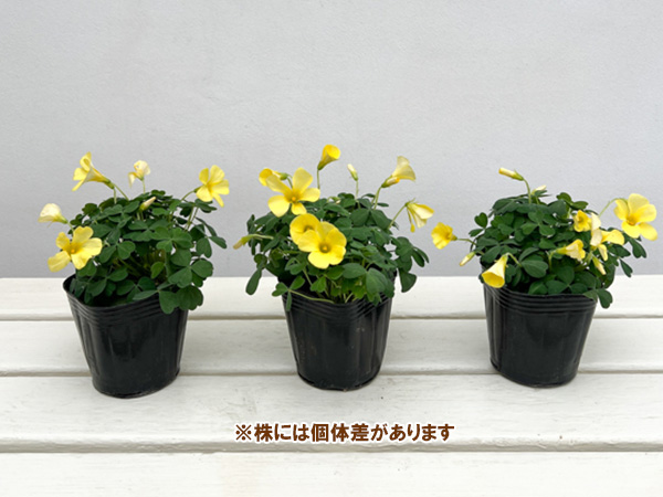 オキザリス：コモサ イエロー系3号ポット