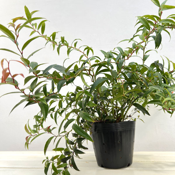 西洋イワナンテン（岩南天）：ハロウィン5号ポット