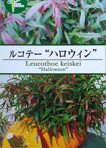 西洋イワナンテン(岩南天):ハロウィン5号ポット
