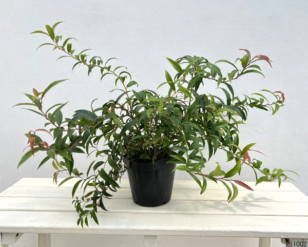 西洋イワナンテン（岩南天）：ハロウィン5号ポット