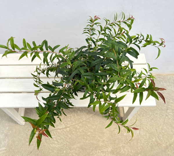 西洋イワナンテン（岩南天）：ハロウィン5号ポット