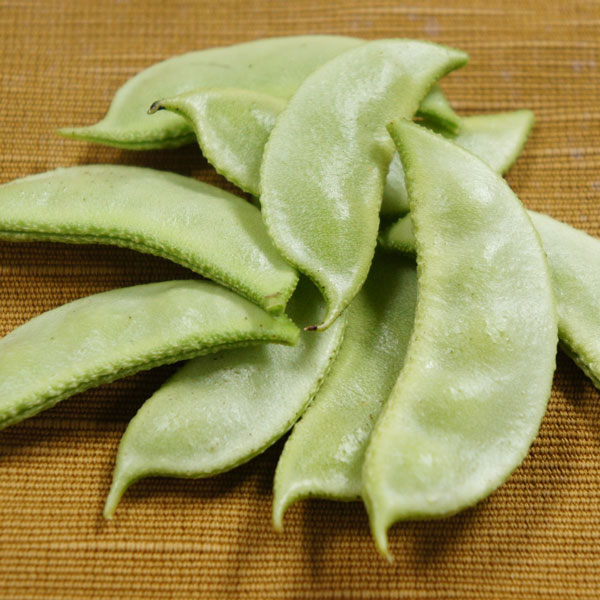 [26年4月下旬予約]加賀野菜：加賀つるまめ自根苗3号ポット