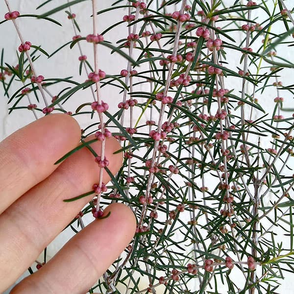 ヒポカリマ赤花（ピンク）6号鉢植え