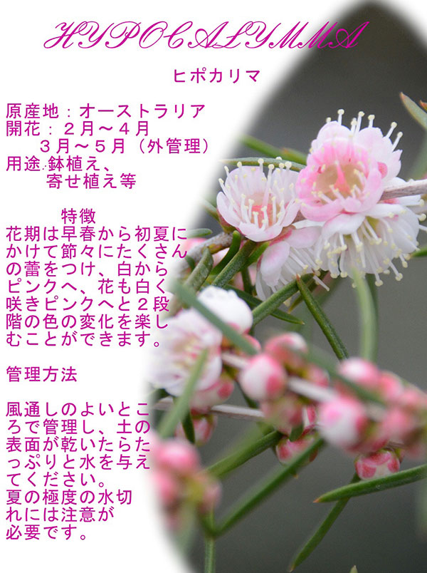 ヒポカリマ赤花（ピンク）6号鉢植え