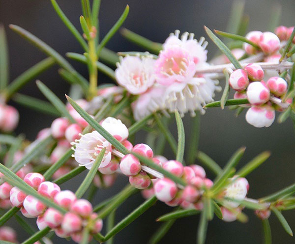 ヒポカリマ赤花（ピンク）6号鉢植え
