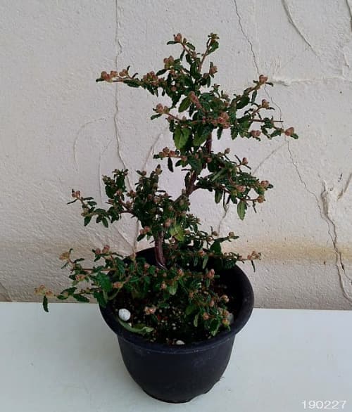 テンノウバイ(天皇梅):曲げ仕立て4号ポット