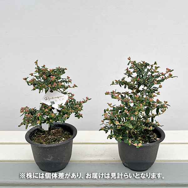 テンノウバイ(天皇梅):曲げ仕立て4号ポット