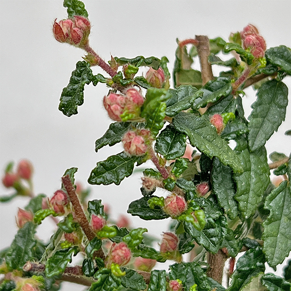 テンノウバイ(天皇梅):曲げ仕立て4号ポット