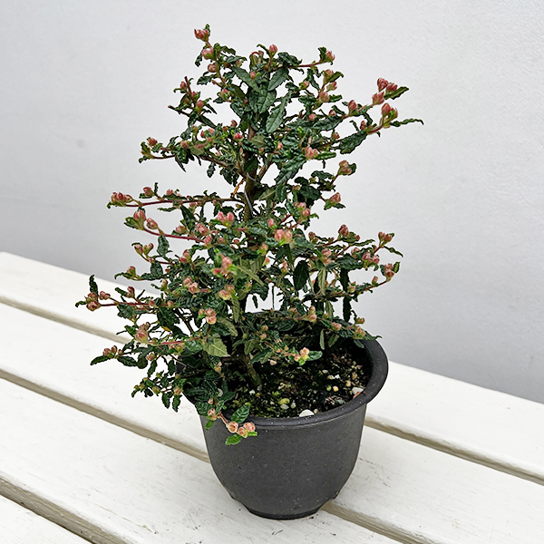 テンノウバイ(天皇梅):曲げ仕立て4号ポット