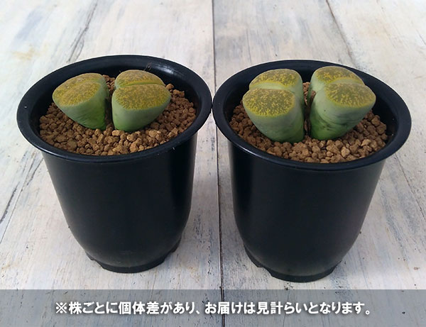 リトープス：アルビニカ2.5号鉢植え