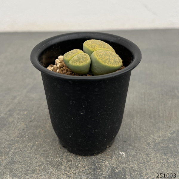 リトープス：アルビニカ2.5号鉢植え