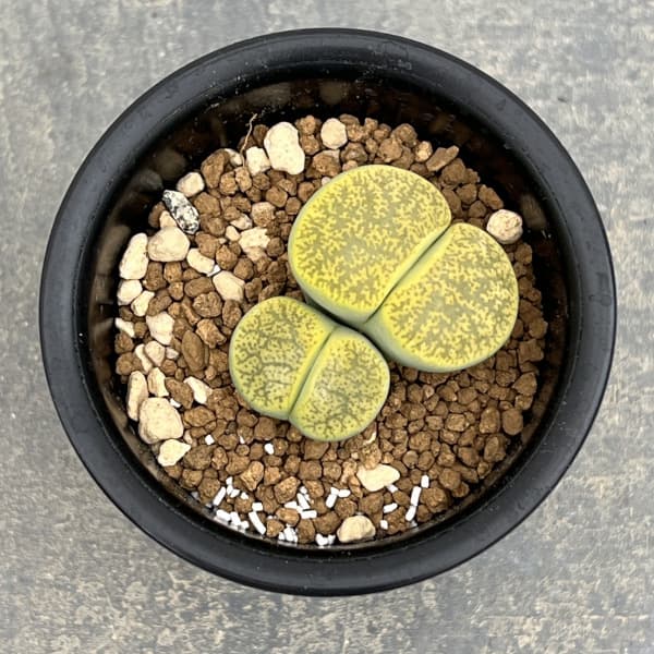 リトープス：アルビニカ2.5号鉢植え