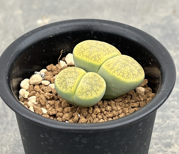 リトープス：アルビニカ2.5号鉢植え