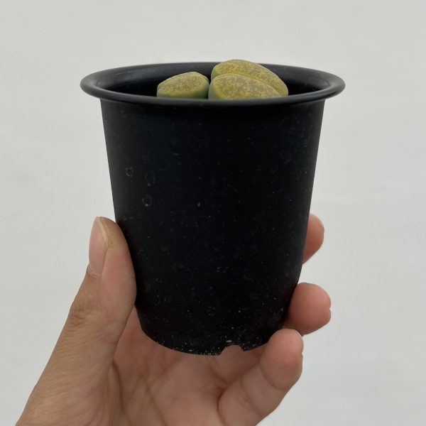 リトープス：アルビニカ2.5号鉢植え