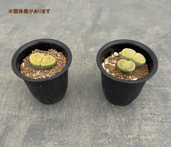 リトープス：アルビニカ2.5号鉢植え