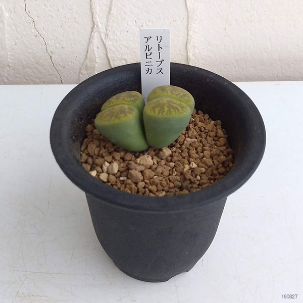 リトープス：アルビニカ2.5号鉢植え