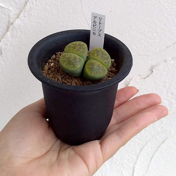 リトープス：アルビニカ2.5号鉢植え