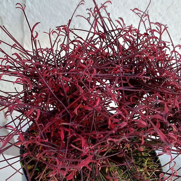 錦糸南天(キンシナンテン・琴糸南天):天乙女(アマツオトメ)2.5号ポット