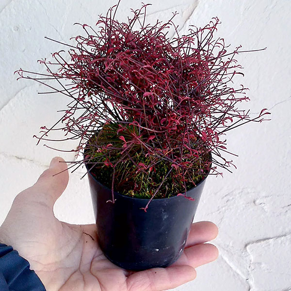 錦糸南天(キンシナンテン・琴糸南天):天乙女(アマツオトメ)2.5号ポット