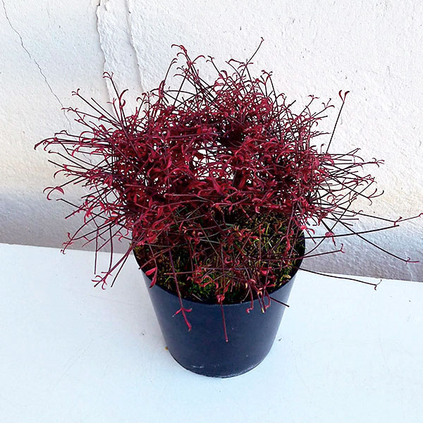 錦糸南天（キンシナンテン・琴糸南天）：天乙女（アマツオトメ）2.5号ポット