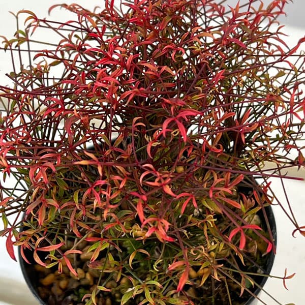 錦糸南天（キンシナンテン・琴糸南天）：天乙女（アマツオトメ）2.5号ポット