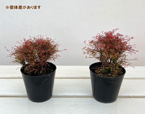 錦糸南天（キンシナンテン・琴糸南天）：天乙女（アマツオトメ）2.5号ポット