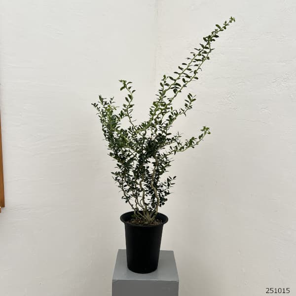 雲竜ツゲ（スパイラルドラゴン・ウンリュウツゲ）6号鉢植え