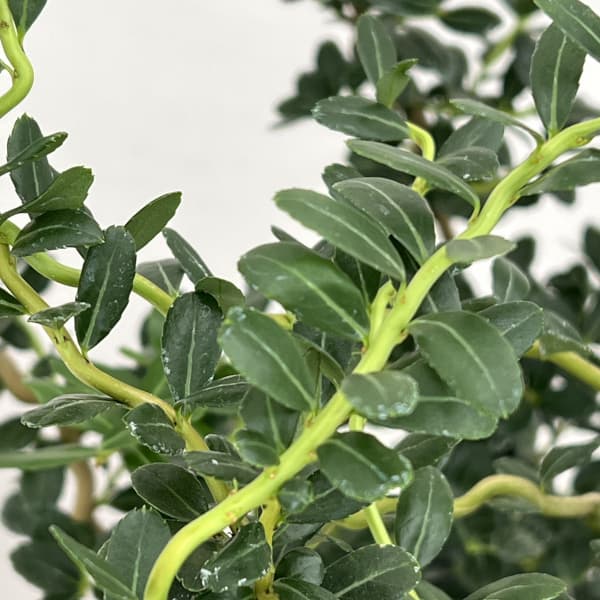 雲竜ツゲ（スパイラルドラゴン・ウンリュウツゲ）6号鉢植え