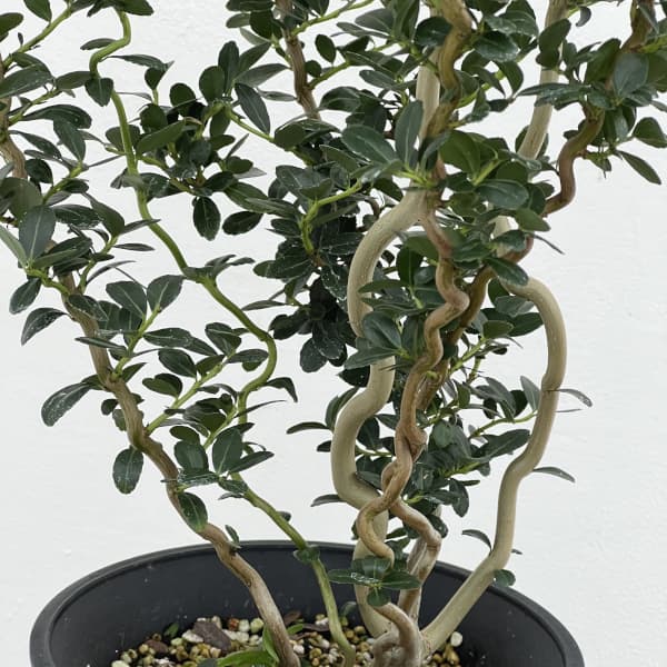 雲竜ツゲ（スパイラルドラゴン・ウンリュウツゲ）6号鉢植え
