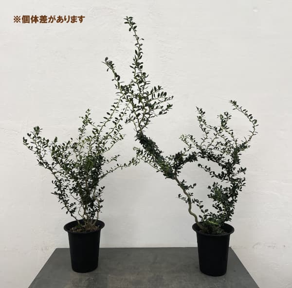 雲竜ツゲ（スパイラルドラゴン・ウンリュウツゲ）6号鉢植え