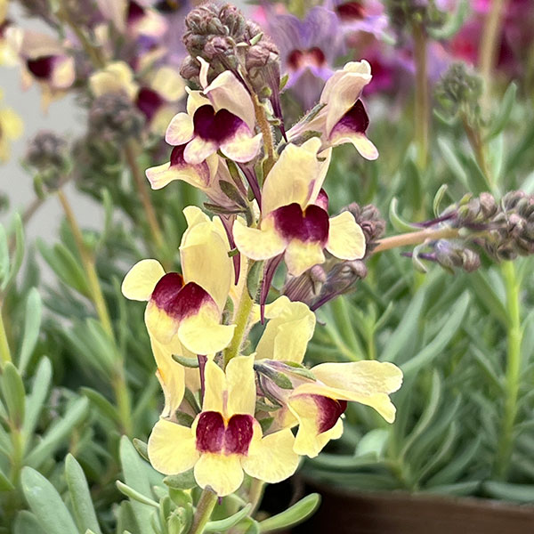 リナリア：リップルストーン花色見計らい　あしたかパレット3.5号ポット 4株セット