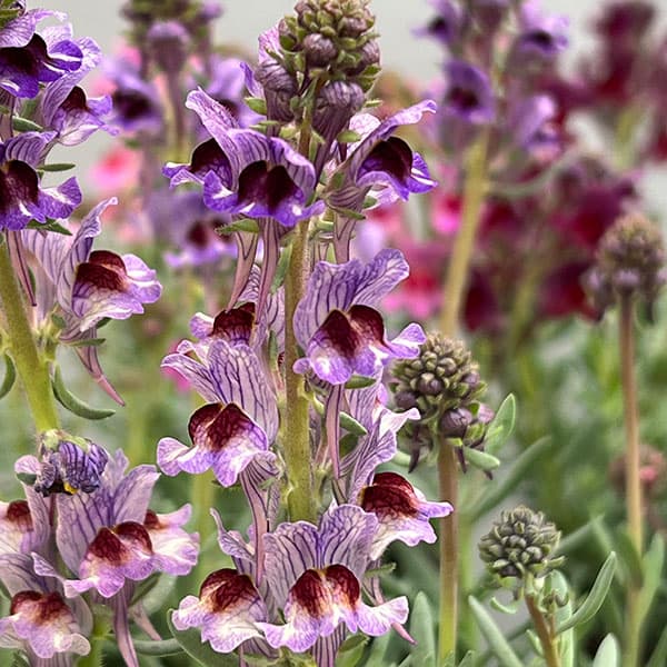 リナリア：リップルストーン花色見計らい　あしたかパレット3.5号ポット 4株セット