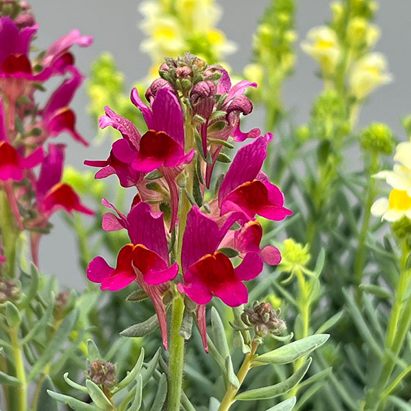 リナリア：リップルストーン花色見計らい　あしたかパレット3.5号ポット 4株セット