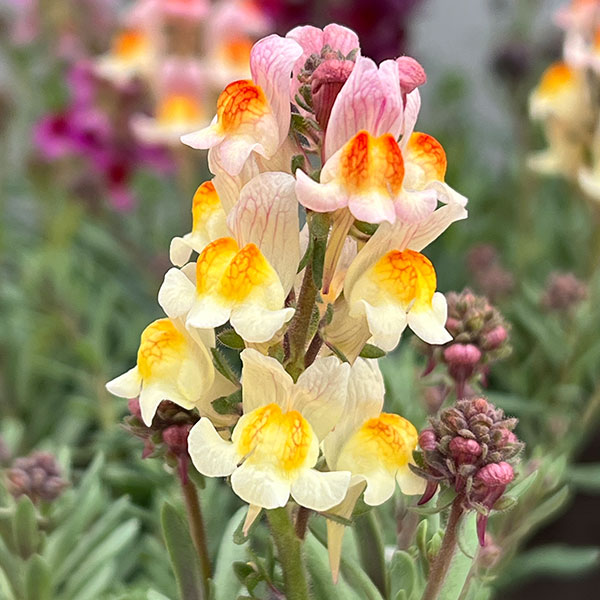 リナリア：リップルストーン花色見計らい　あしたかパレット3.5号ポット 4株セット