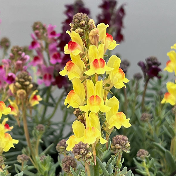 リナリア：リップルストーン花色見計らい　あしたかパレット3.5号ポット 4株セット