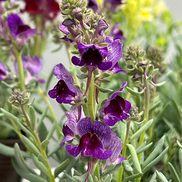 リナリア：リップルストーン花色見計らい　あしたかパレット3.5号ポット 4株セット