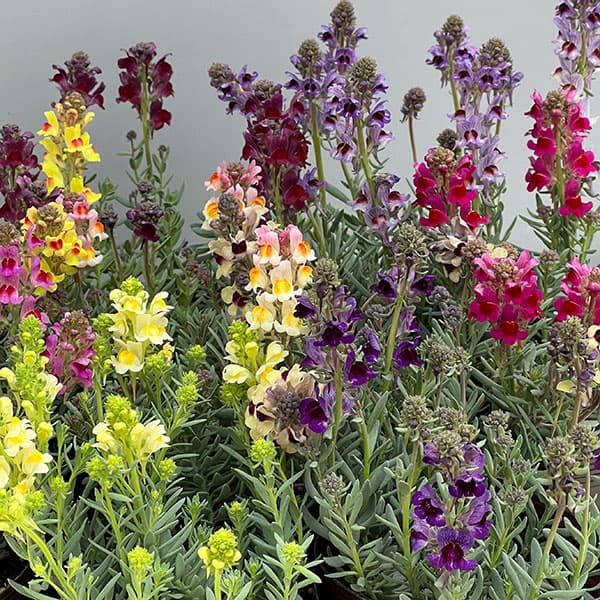 リナリア：リップルストーン花色見計らい　あしたかパレット3.5号ポット 4株セット