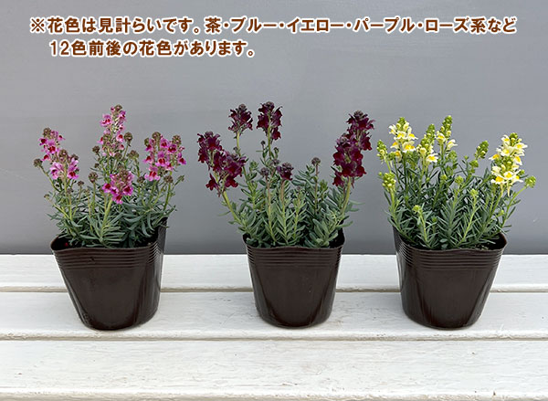 リナリア：リップルストーン花色見計らい　あしたかパレット3.5号ポット 4株セット