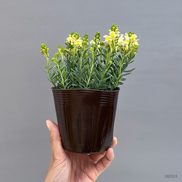 リナリア：リップルストーン花色見計らい　あしたかパレット3.5号ポット 4株セット