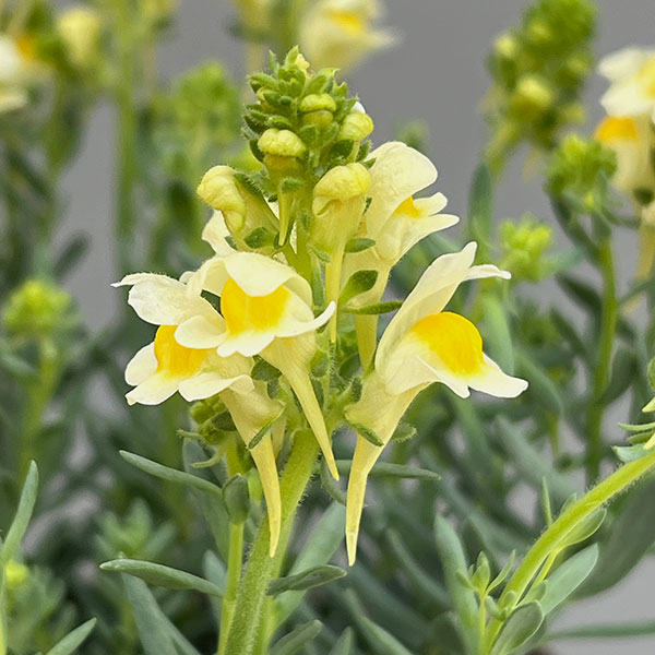 リナリア：リップルストーン花色見計らい　あしたかパレット3.5号ポット 4株セット