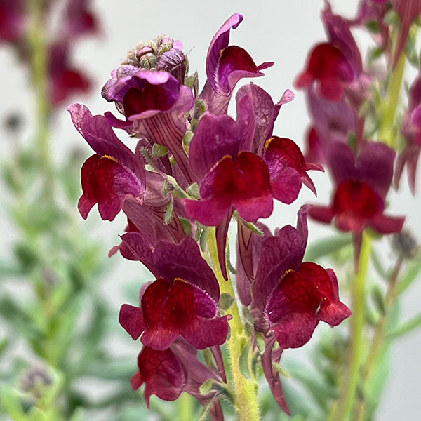 リナリア：リップルストーン花色見計らい　あしたかパレット3.5号ポット 4株セット