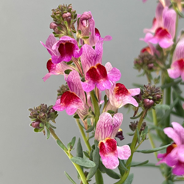 リナリア：リップルストーン花色見計らい　あしたかパレット3.5号ポット 4株セット