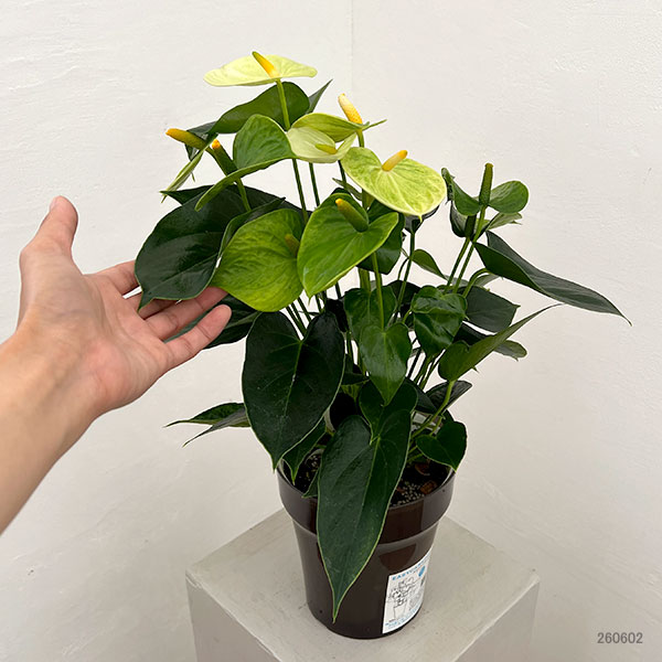 アンスリウム:バニラ 6号イージーケアポット植え