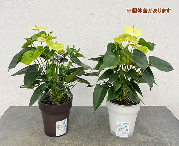 アンスリウム:バニラ 6号イージーケアポット植え